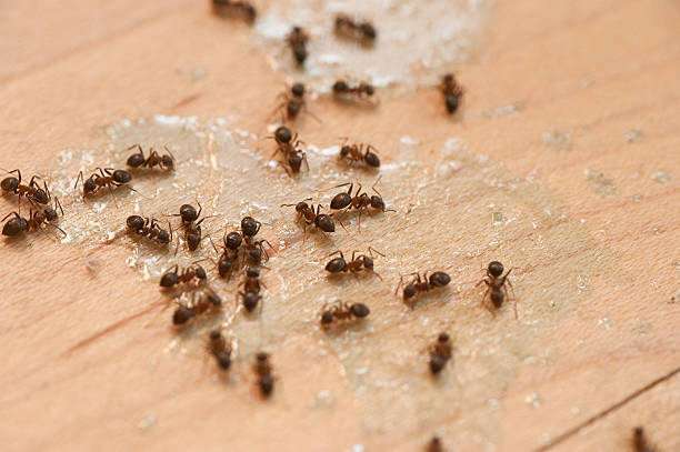 Best Termite Control Services  in Bystrom, CA
