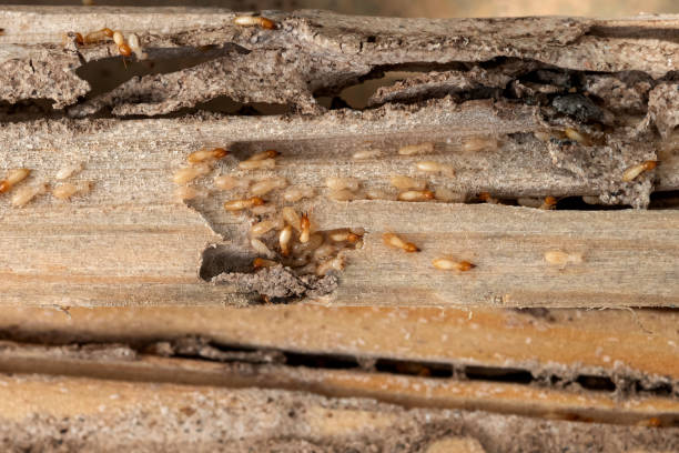 Best Rat Extermination Near Me  in Bystrom, CA